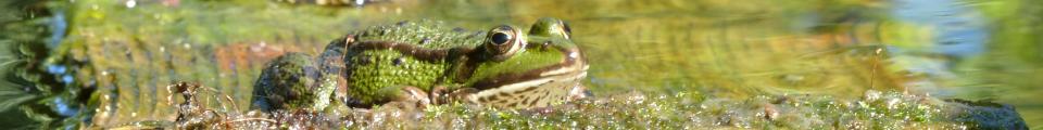 Photo credit: FZ019916 Marsh frogs (Pelophylax ridibundus).jpg